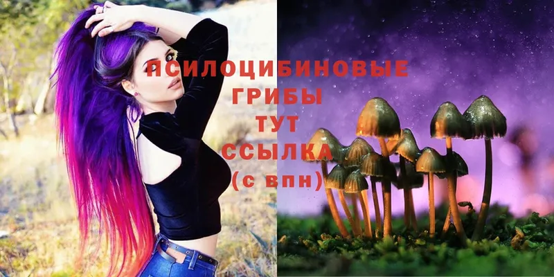 закладка  Кострома  Псилоцибиновые грибы Magic Shrooms 