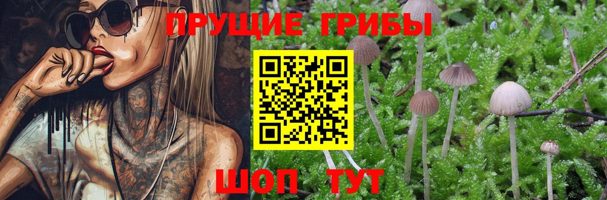 Псилоцибиновые грибы прущие грибы Кострома